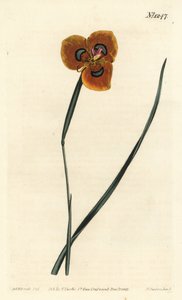 Cape Tulip - Orange-coloured moraea, Moraea tulbaghensis (Moraea pavonia)