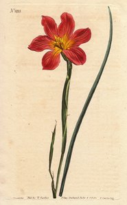 Cape tulip, moraea has flowering straw and pink salmon. Straw coloured equal flowered moraea, salmon pink and yellow Cape Tulip. Homeria collina. Illustration by Sydenham Edwards from William Curtis