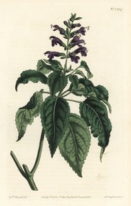 Caribbean Sage - Salvia lamiifolia (Purple-flowered sage, Salvia amoena) by Sydenham Teast Edwards