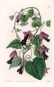Chinese Hat - Plate Engraved by S. Watts, from an Illustration by Sarah Anne Drake, from the Botanical Register of Sydenham Edwards