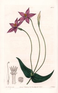 Chironia Variete by Sydenham Teast Edwards