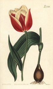 Claramond tulip, Tulipa suaveolens