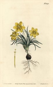 Clockflower from William Curtis