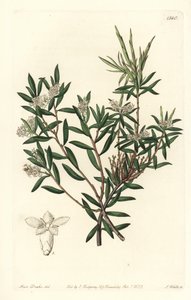 Coast Beard-Heath
