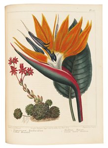 Cobweb Houseleek and Canna Leaved Strelitzia