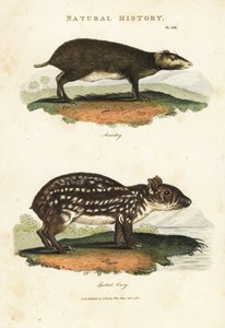 Common Acouchi or Buffon Acouchi and Paca - Red acouchi, Myoprocta acouchy, and lowland or spotted paca, Cuniculus paca. Illustration by Sydenham Edwards from John Mason Good