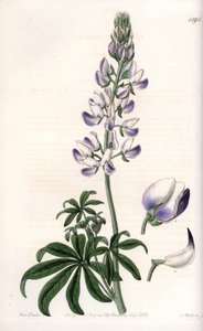 Common Riverbank Lupin