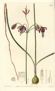 Coral Drops, Bessera Elegans. Handcoloured Copperplate Engraving by S. Watts after an Illustration by William Herbert from Sydenham Edwards