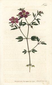 Cretian Fagonia by Sydenham Teast Edwards