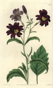 Curvy Salpiglossis - Painted Tongue
