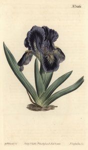 Dwarf Iris - Iris x binata (Purple-blue dwarf flag, Iris pumila var. violacea)