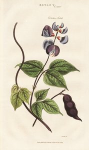 Egyptian Hyacinth Bean