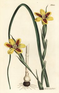 Elegant Moraea, Moraea elegans