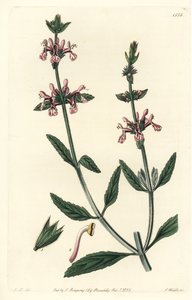 White-Stemmed Stachys