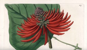 Erythrina Variete