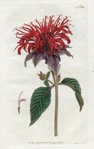 Fistula Monarde by Sydenham Teast Edwards