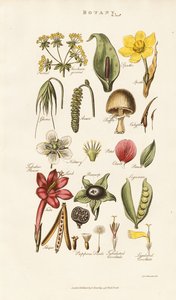 Floral and Plant Structures