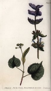 Floral Leaves and Violet Bouquet of Green Sage and Linden Trees by Sydenham Teast Edwards