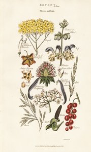 Flower and Fruit Arrangements