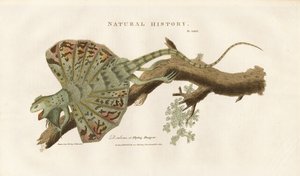 Flying Dragon on a Branch by Sydenham Teast Edwards
