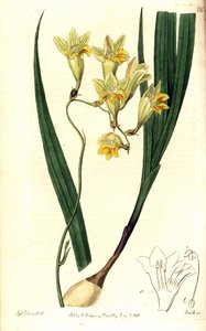 Freesia refracta (Reflex tritonia, Tritonia refracta). Handcoloured copperplate engraving by Smith after a botanical illustration by Sydenham Edwards from The Botanical Register, Ridgway, London
