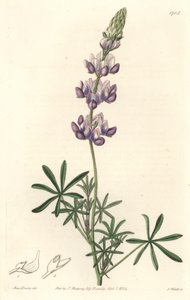 Garden Lupin, originally from California - S. Watts Strong Water from an illustration by Sarah Anne Drake, from the Botanical Register