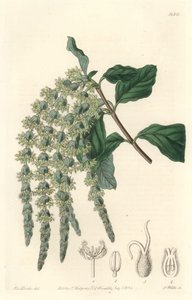 Garrya with Elliptical Leaves