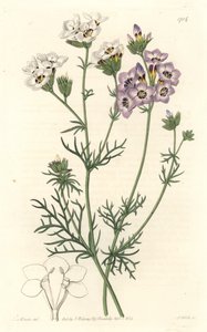 Gilia tricolor, white and purple varietes, native to California