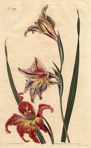 Large flowered cornflag or large brown afrikaner, with mottled flowers in scarlet and pale pink, native to South Africa. Gladiolus.