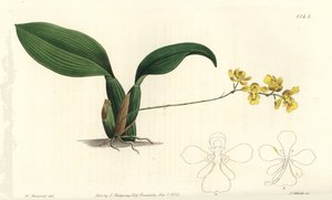 Gomesa Cornigera Orchid (Horned Oncidium, Oncidium cornigerum). Handcoloured copperplate engraving from Sydenham Edwards