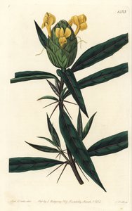 Hop-flowered barleria, Barleria lupulina by Sydenham Teast Edwards