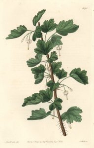 Currant, Native to North America - Engraved by S. Watts, from an illustration by Sarah Anne Drake, from the Botanical Register