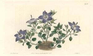 Hairy-leaved campanule, native to Italy - Strong water by S. Watts from an illustration by Sarah Anne Drake, from the Botanical Register by Sydenham Teast Edwards