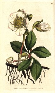Christmas rose or black hellebore, Helleborus niger. by Sydenham Teast Edwards