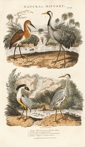 Herons and Cranes in Their Wetland Habitats