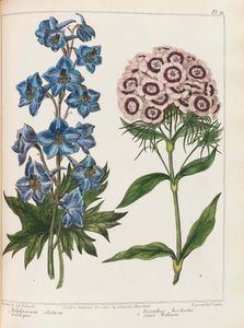Illustration from Practical Gardening by Alexander McDonald