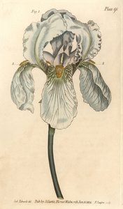 Iris Florentina, Iris Germanica Nothovar by Sydenham Teast Edwards