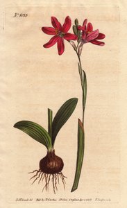 Ixia pink, of the South African lilies family, described with bulb and leaves by Sydenham Teast Edwards