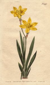 Ixia Sulfur Color with Bright Lemon Yellow Flowers
