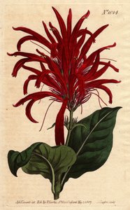 Justicia Plant with Shiny Leaves and Bright Crimson Flowers, Native to Barbados