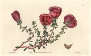 Large-Flowered Purslane