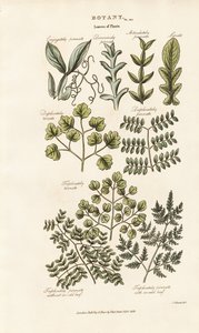 Leaf Forms and Arrangements