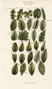 Leaf Margins and Structures in Botanical Morphology
