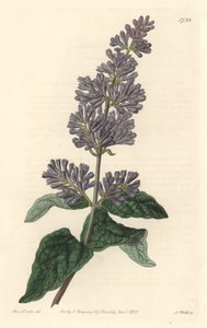 Lilac of Hungary by Sydenham Teast Edwards
