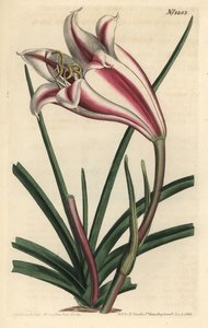 Cape coast lily, Crinum ornatum (Amaryllis ornata).