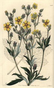 Long-leaved Cinquefolia Variety