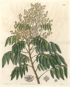 Longanier, originally from China - S. Watts strong water from an illustration by Sarah Anne Drake, from the Botanical Register by Sydenham Teast Edwards