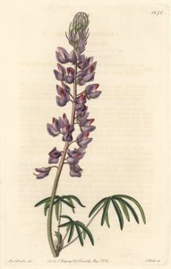 Lupin with narrow leaves - Strong water by S. Watts from an illustration by Sarah Anne Drake, from the Botanical Register