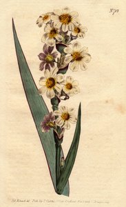 Marica with White, Yellow Streaked Flowers and Purple Lines. Marica striata. Handcoloured copperplate engraving from Sydenham Edwards