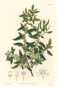 Maytenus boaria (maiten), endemic to Central and South America